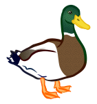 duck - coloured